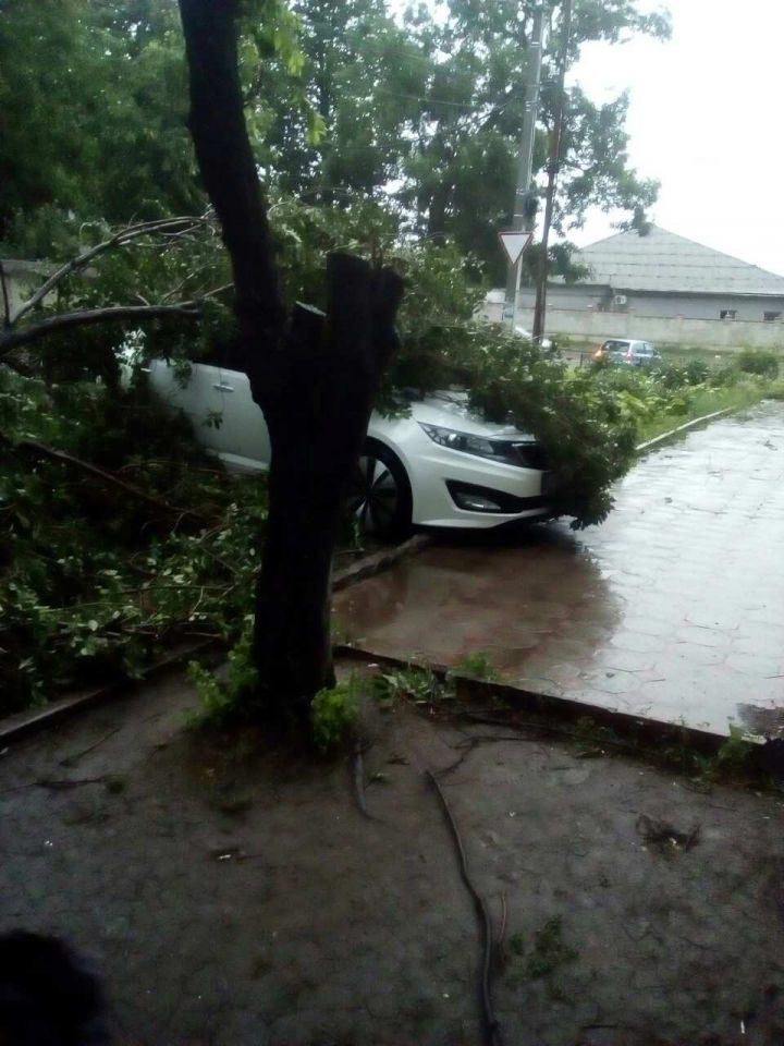 Ghinion pentru câțiva proprietari de automobile! Arborii căzuți azi în Chișinău le-au strivit mașinile
