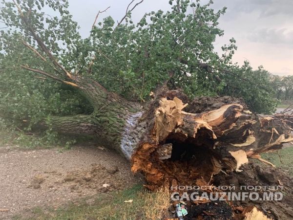 На Комрат обрушилась непогода, упавшее дерево перегородило северный въезд