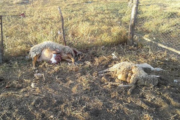 В Томае второй раз за месяц волки напали на отару овец