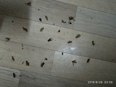 Пациент РКБ запечатлел нашествие тараканов