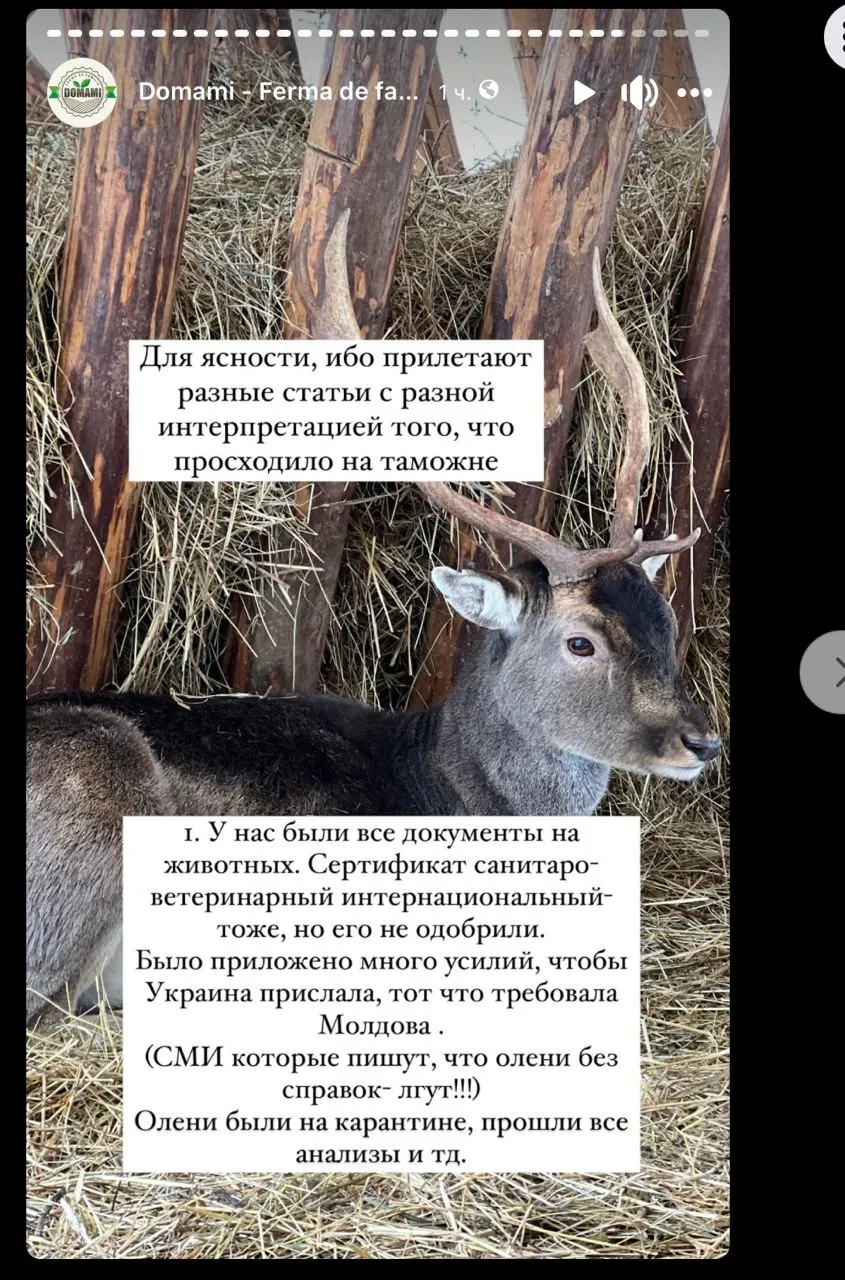 Застрявших на таможне украинских оленей впустили в Молдову