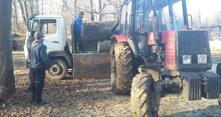 В Кишиневе пилят больные деревья, а в Страшенах - здоровые