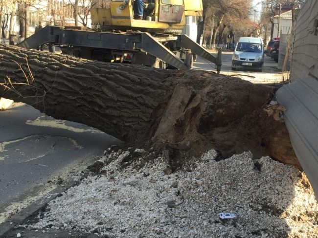 Un arbore imens s-a prabușit în centrul orașului