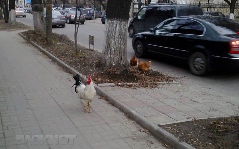 В центре Кишинева засняли кур, гуляющих по газону