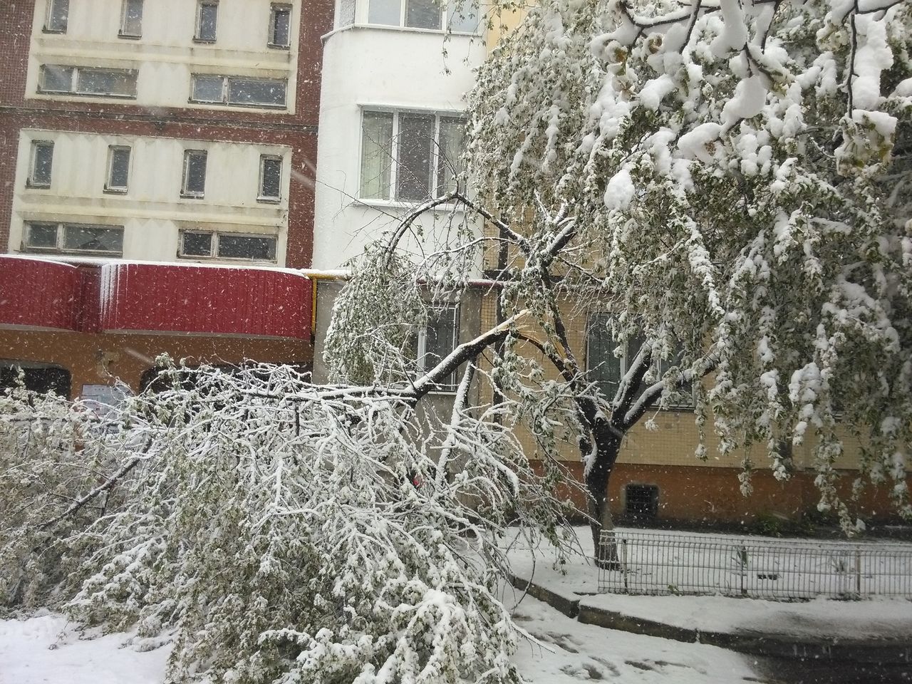 Dezastru în Capitală: Copacii cad ca secerați. Sectoarele afectate