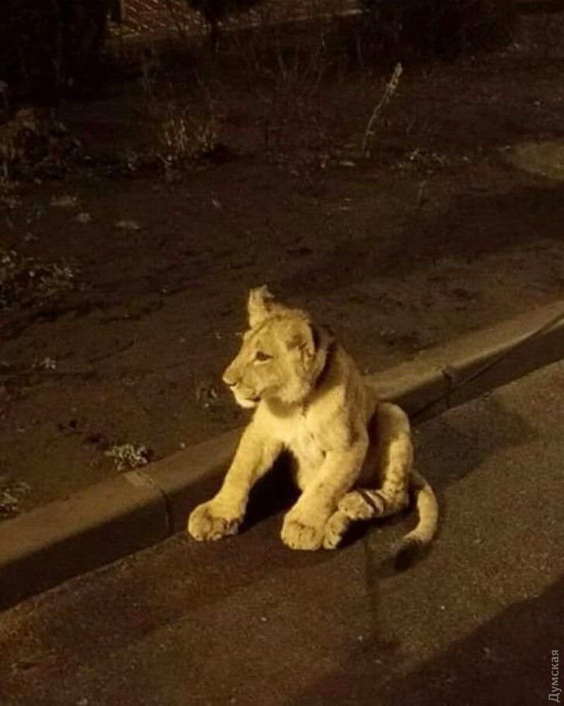 На улице Одессы заметили львенка
