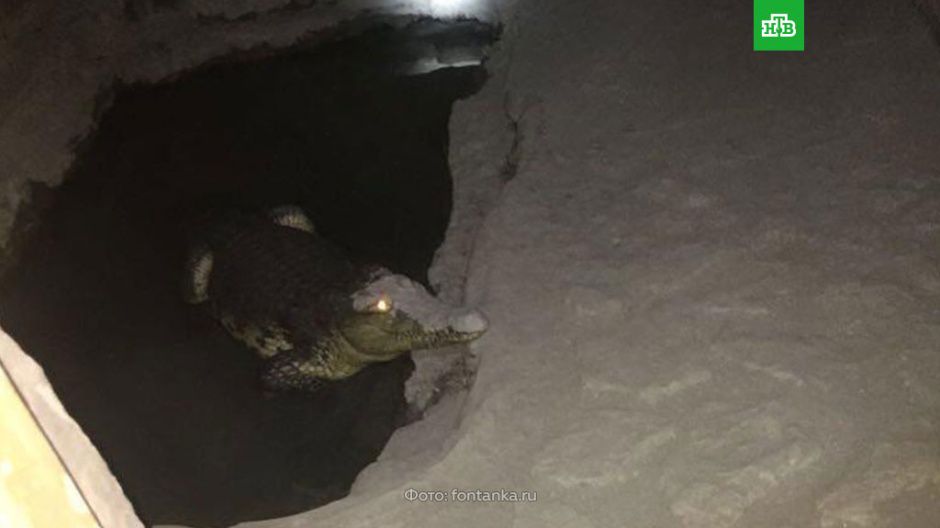 Крокодила заметили в подвале дома в Петербурге
