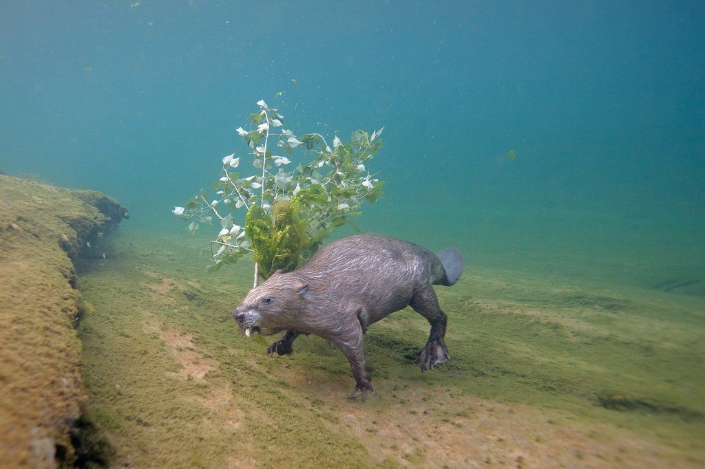Фотограф провел 4 года под водой ради одного снимка