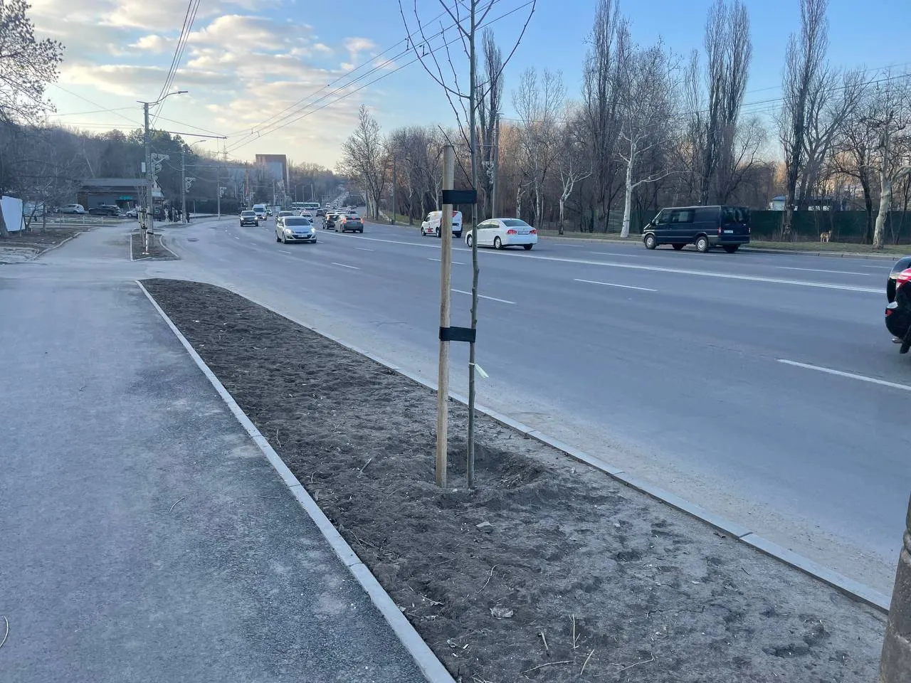 În Capitală dispar copacii proaspăt plantați