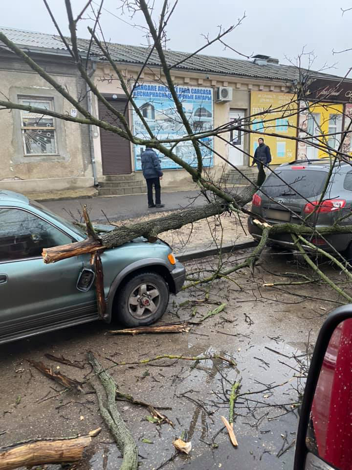 В столице упавшее дерево повредило два автомобиля