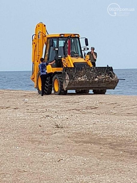 На побережье Азовского моря массово гибнут бакланы