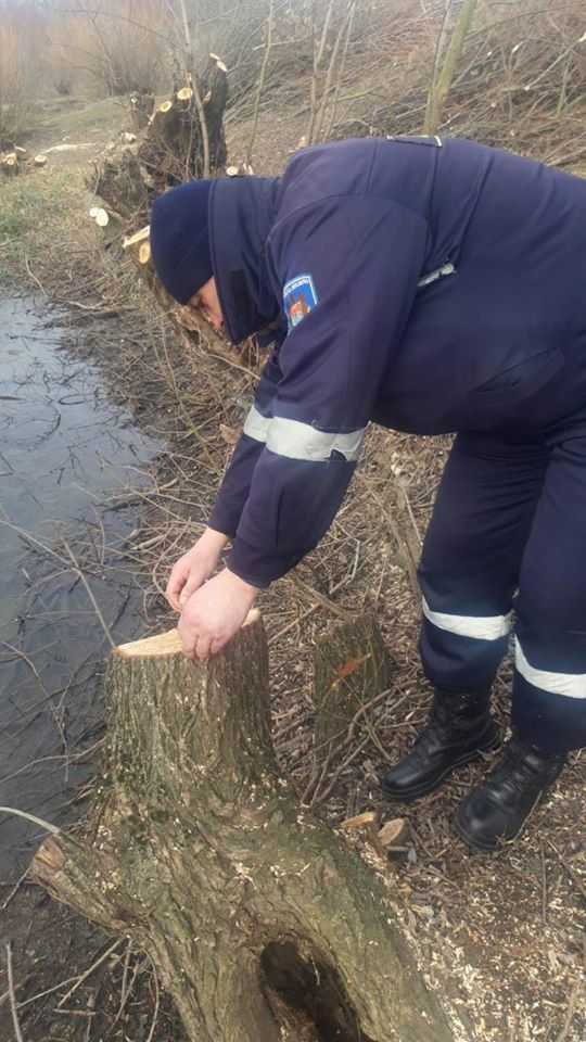 В Дрокии задержали мужчину в момент незаконной вырубки деревьев
