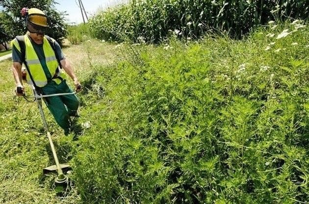 Примар Кишинева Ион Чебан просит центральные власти помочь с уничтожением амброзии