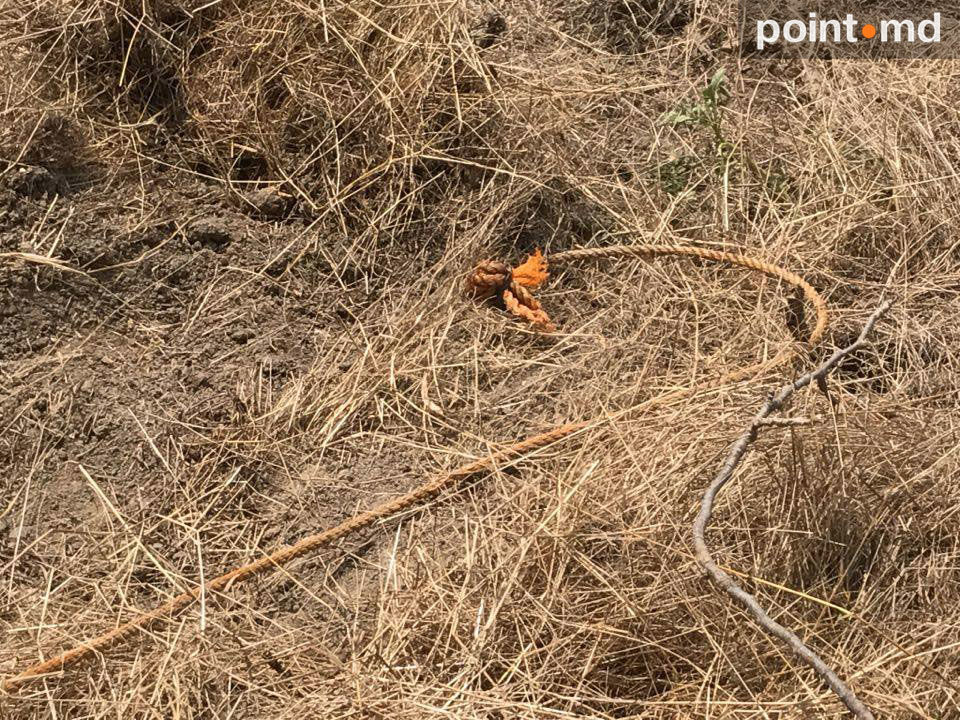 В парке Валя Морилор погибла лошадь