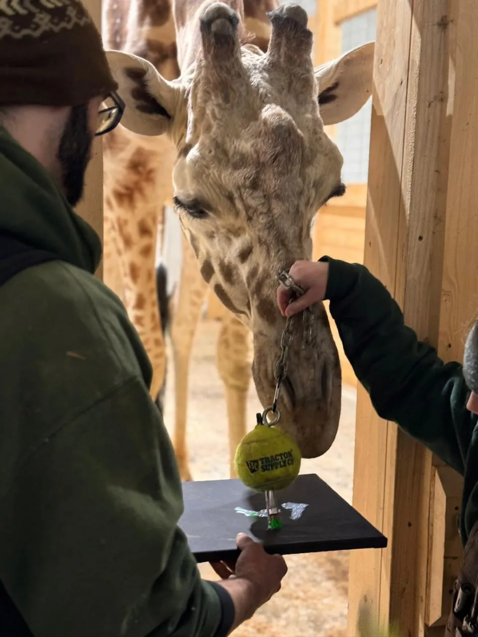 Tablouri pictate de animale, scoase la o licitație în New York