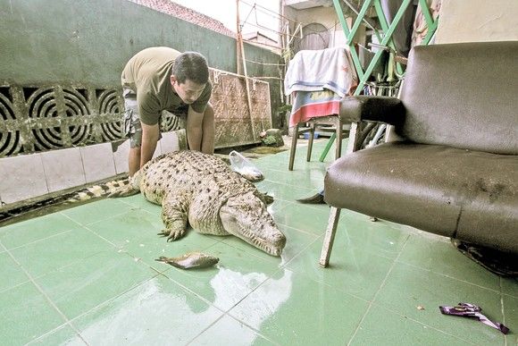 Trăieşte de 20 de ani cu crocodilul de 200 de kg în casă