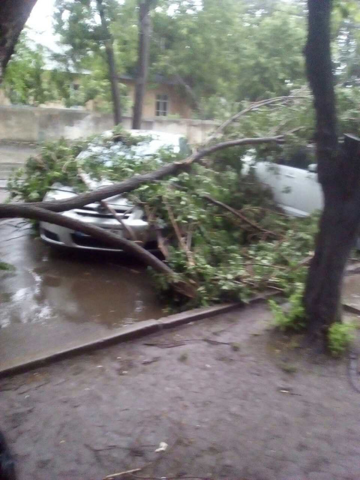 Ghinion pentru câțiva proprietari de automobile! Arborii căzuți azi în Chișinău le-au strivit mașinile