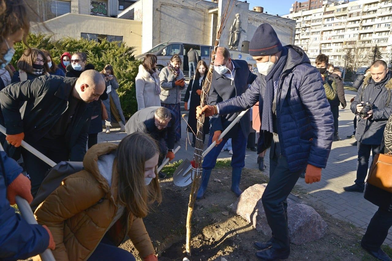 Восстановлена березовая аллея на улице Чуфля