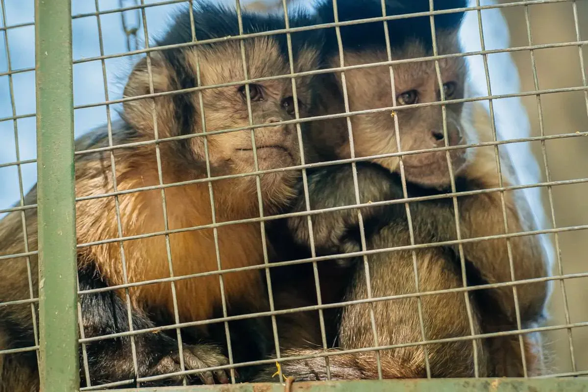 Animalele de la zoo, afectate de caniculă: Cum fac față temperaturilor ridicate