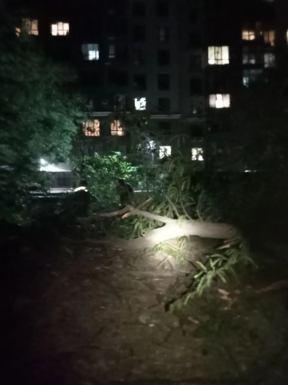 Rafale de vânt în Capitală: Mai mulți copaci au fost doborâți peste mașini