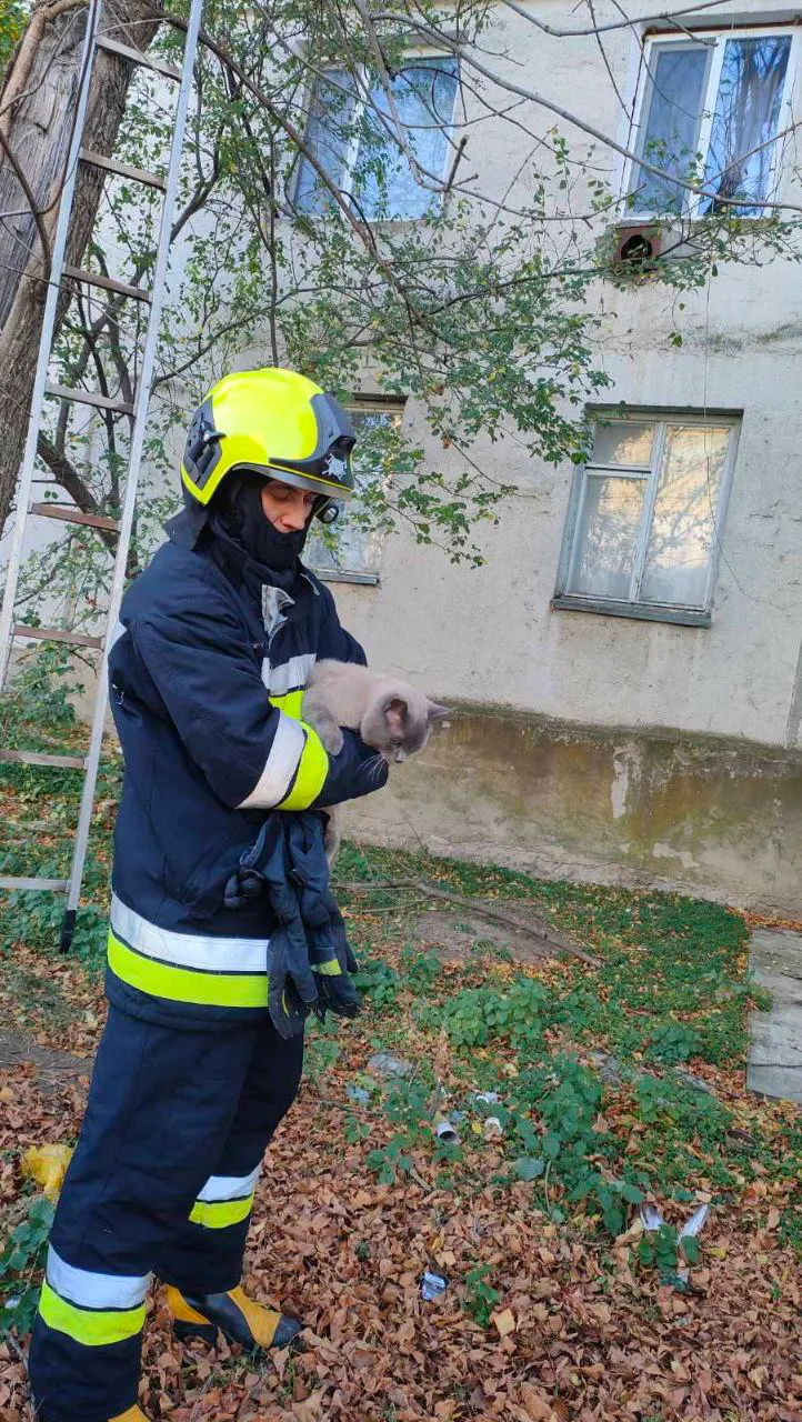 В Каушанском районе спасатели помогли снять с дерева кошку