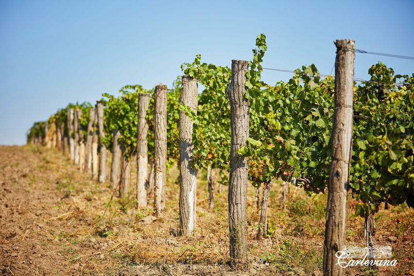 «Dionysos-Mereni» va fabrica un număr record de sticle de vin