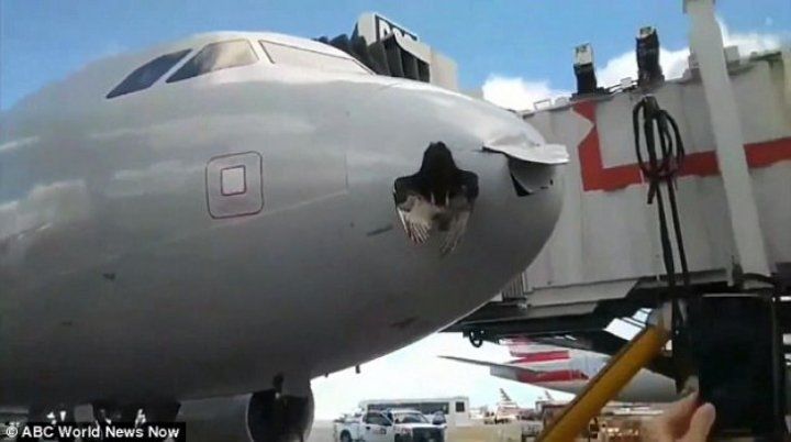 O pasăre s-a înfipt în botul unui avion ce ateriza pe aeroport