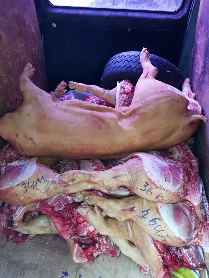 Сотни килограммов опасной свинины везли на рынки Кишинева
