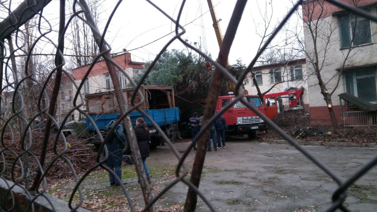 Житель Кишинева возмущен тем, что елку для площади срубили в его дворе