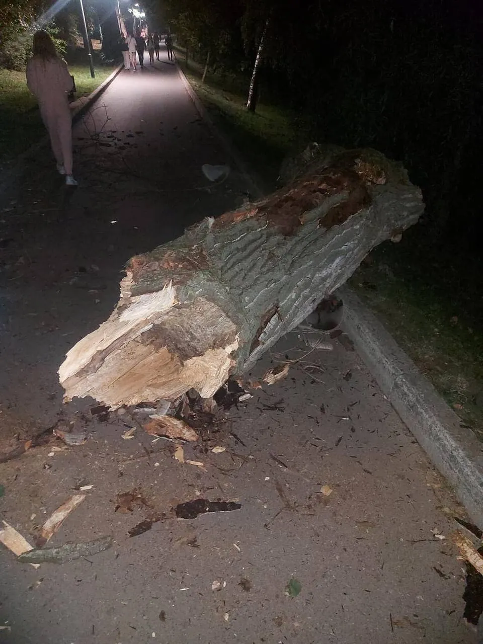 В одном из столичных парков упало сухое дерево