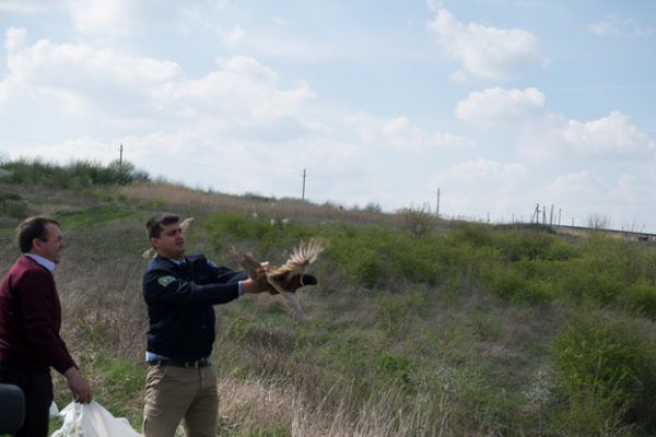 35 de fazani, eliberați în natură pe terenurile fondului din Ștefan Vodă