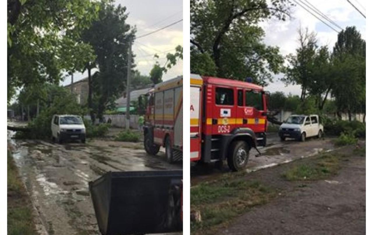 В Бельцах на микроавтобус обрушилось дерево
