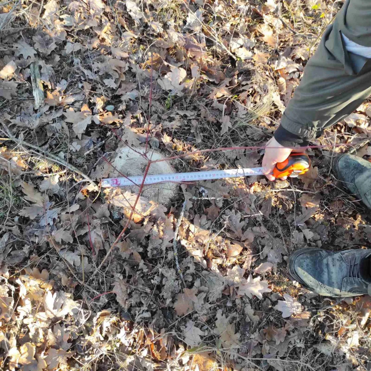 Inspectorii de mediu au identificat tăieri ilegale de stejari la Telenești