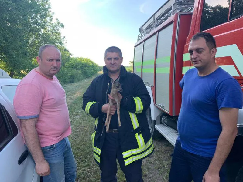 Пожарные спасли из огня детеныша косули