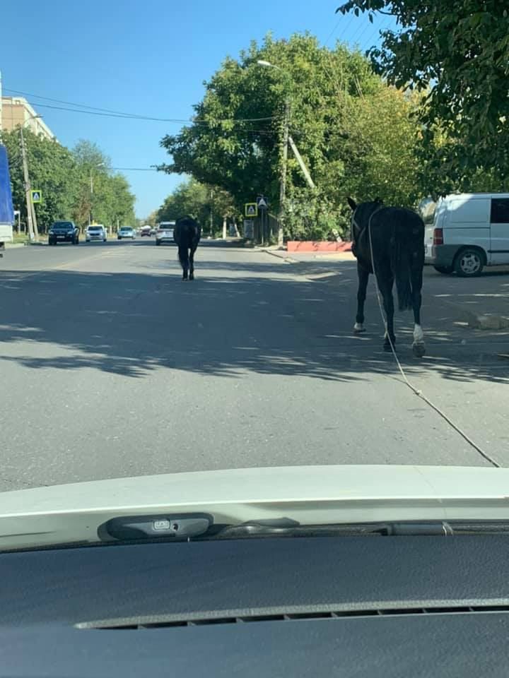 На Чеканах по оживленной дороге прогуливались две лошади