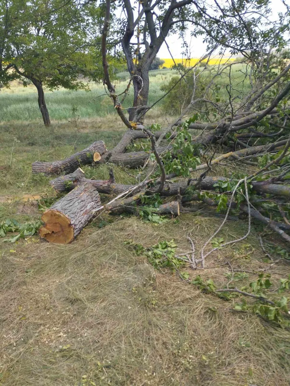 Razii pentru combaterea tăierilor ilegale de pădure, desfășurate în raionul Râșcani