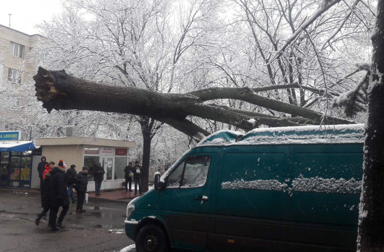 На Ботанике рухнуло дерево и повредило машину