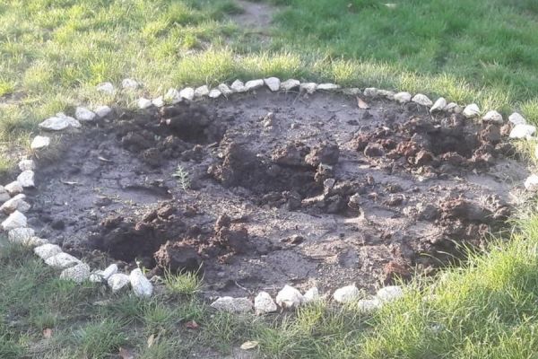 В комратском парке неизвестные украли целый ряд деревьев