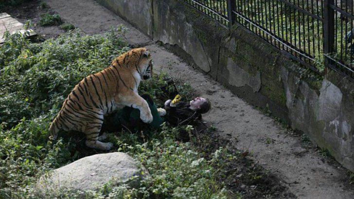 Scena îngrozitoare în care un tigru siberian o sfâșie pe o îngrijitoare din Rusia