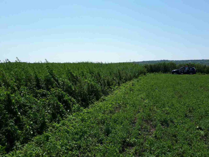 Două hectare de cânepă, nimicite la frontieră