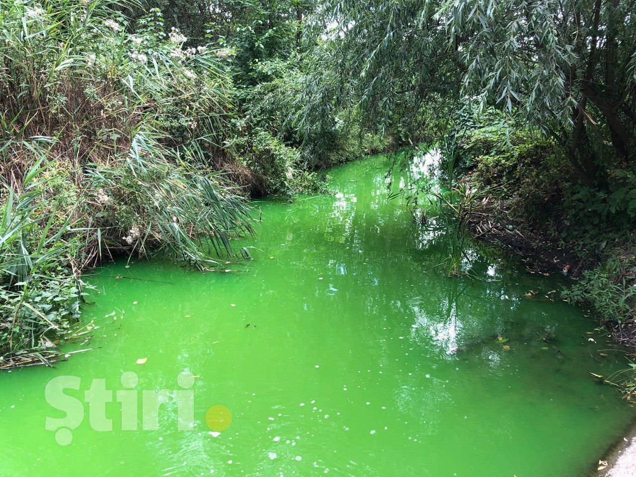 Вода в парке на Рышкановке позеленела из-за работ Termoelectrica