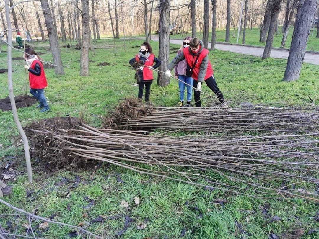 Чебан: В столице возобновлена кампания по посадке деревьев