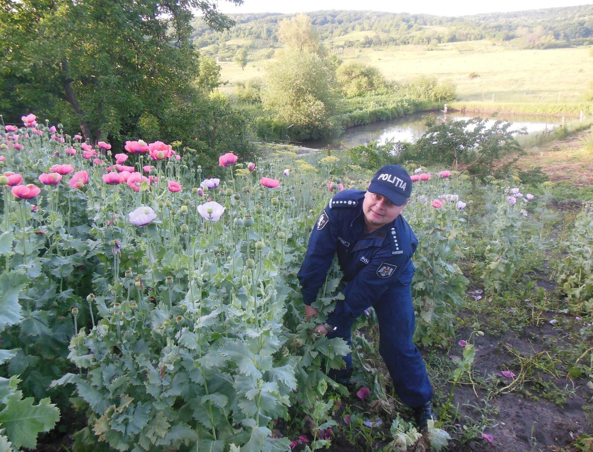 Полицейские изъяли 1800 маковых растений у двух жителей Оргевского и Единецкого района