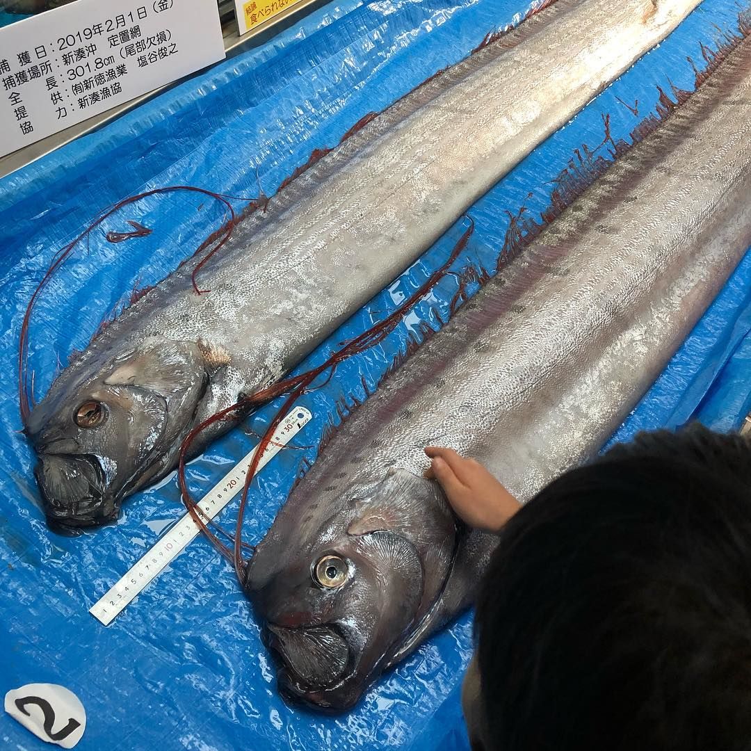 Самая длинная рыба в мире фото