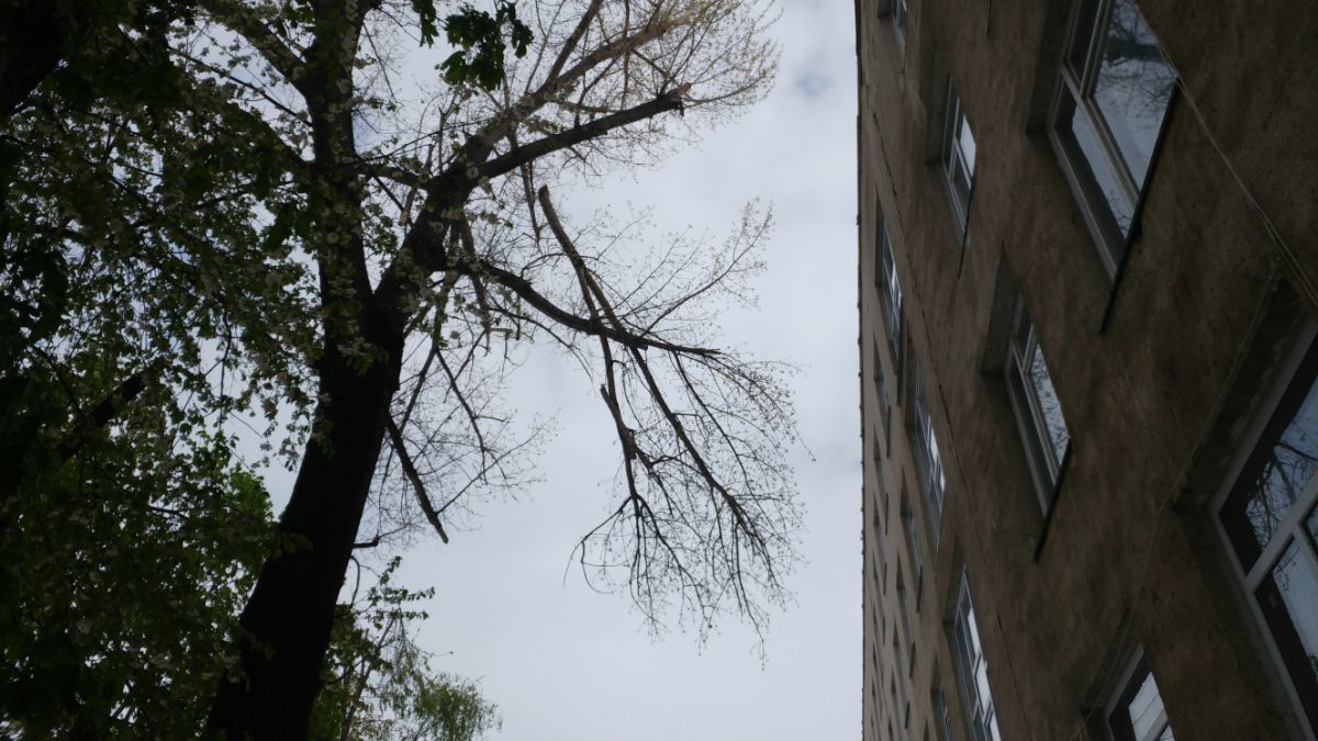 Двор столичного лицея полностью завален ветками
