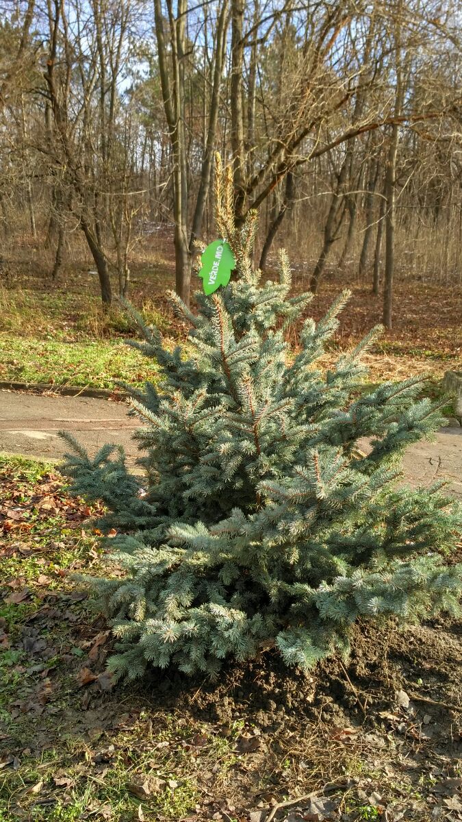 В парке Рышкань высадили 20 деревьев