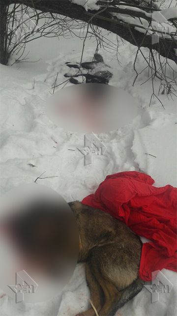 Молдаванин в Москве забил до смерти двух собак