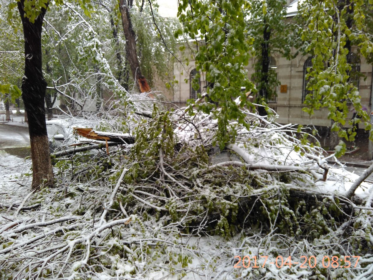 Necaz pentru şoferi: Copacii au căzut peste automobilele parcate