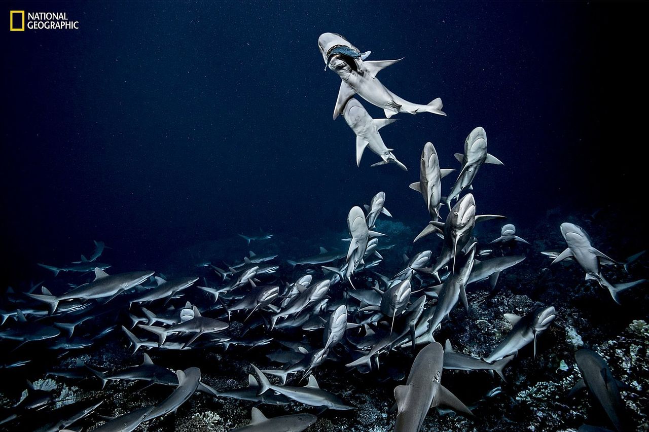 National Geographic обнародовал лучшие фотографии 2018 года