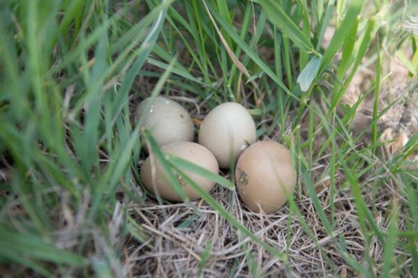 35 de fazani, eliberați în natură pe terenurile fondului din Ștefan Vodă